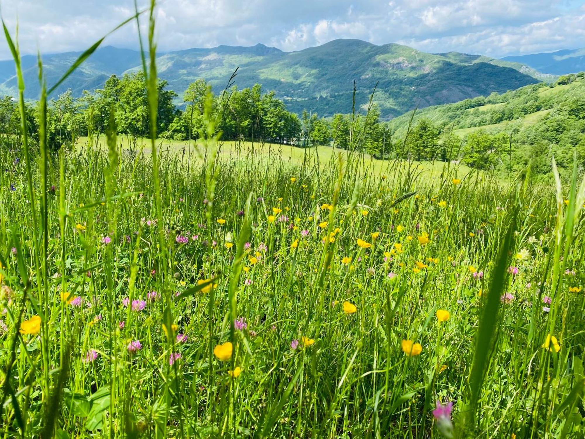 베르세토 La Lupa E L'Orso B&B 외부 사진